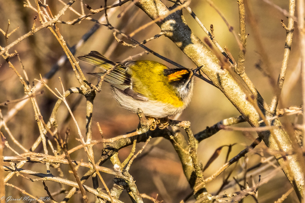 Roitelet à triple bandeau.