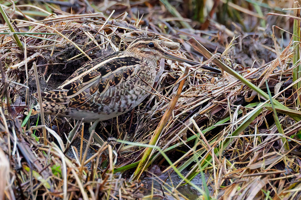 Bécassine des marais.