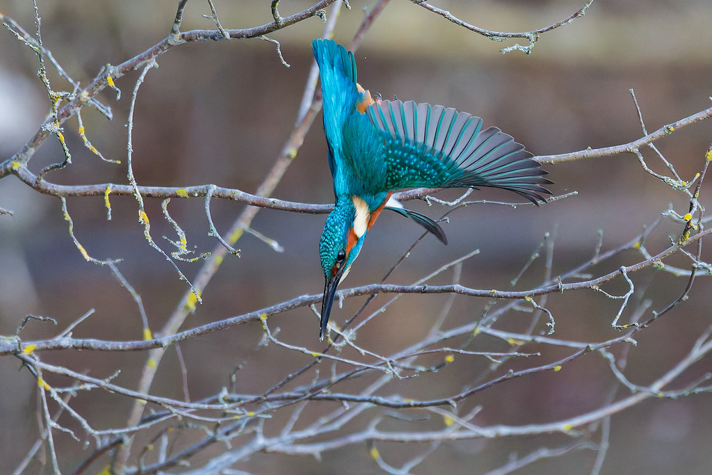 Martin-pêcheur d’Europe.