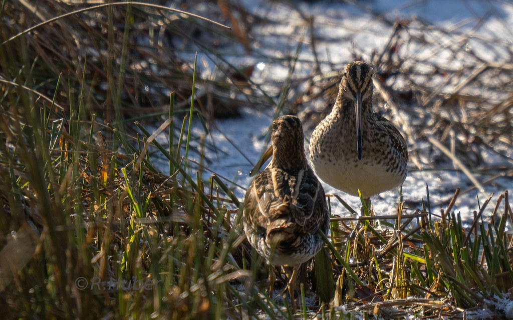 ©-R.Huber-2-Bekassinen
