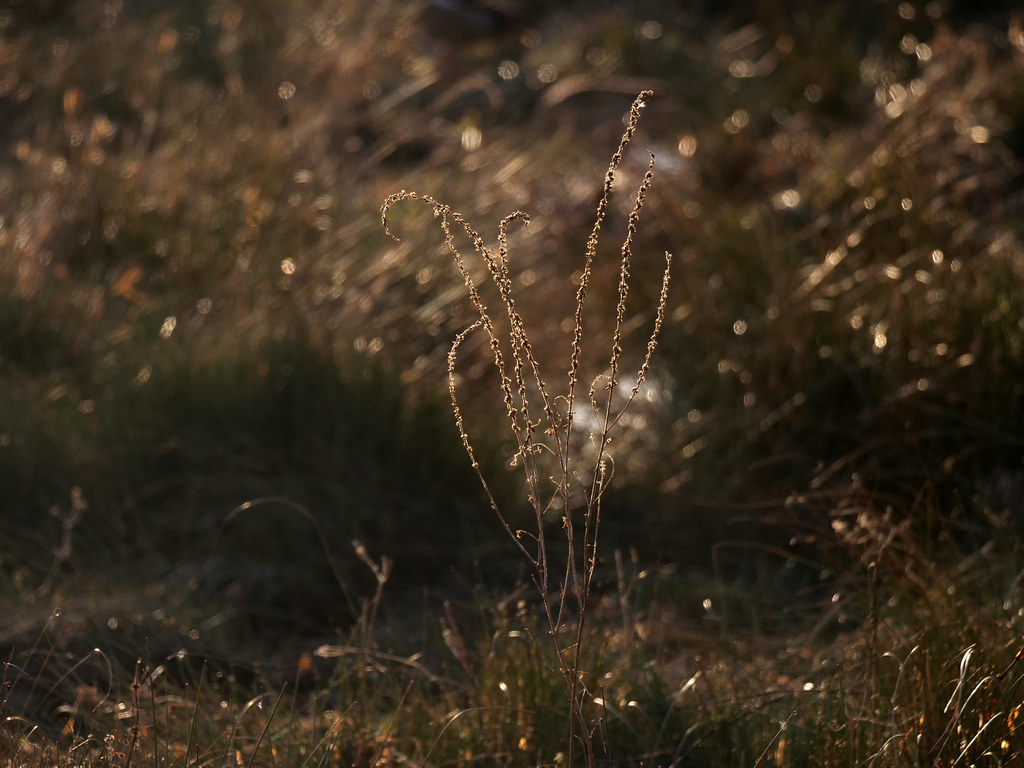 Petite Camargue, 15. Januar 2026