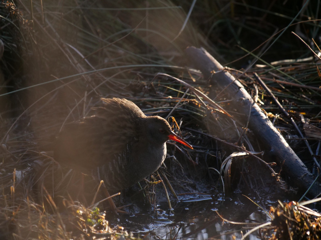 Wasserralle . Rallus aquaticus (Linnaeus, 1758) . Râle d'eau . Water rail . Waterral