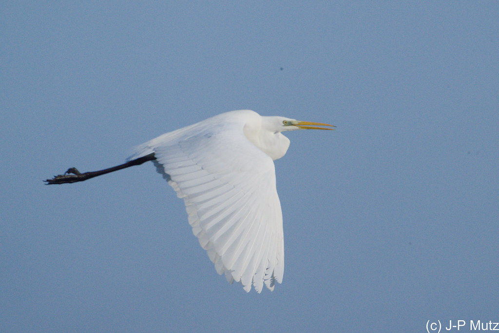 Grande Aigrette en PCA