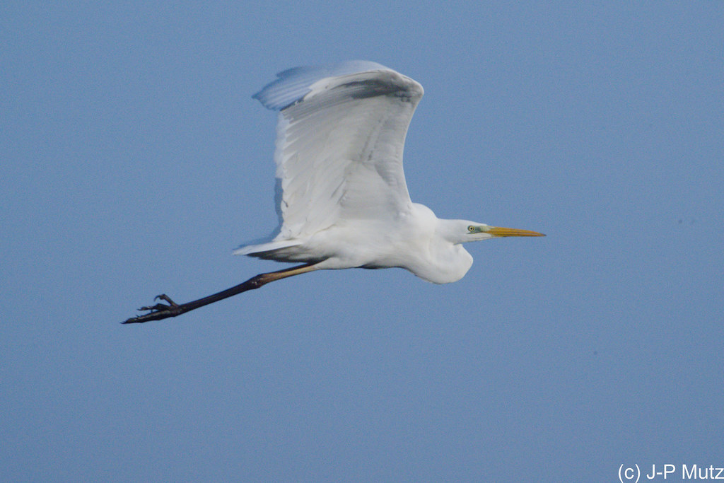 Grande Aigrette en Petite Camargue Alsacienne