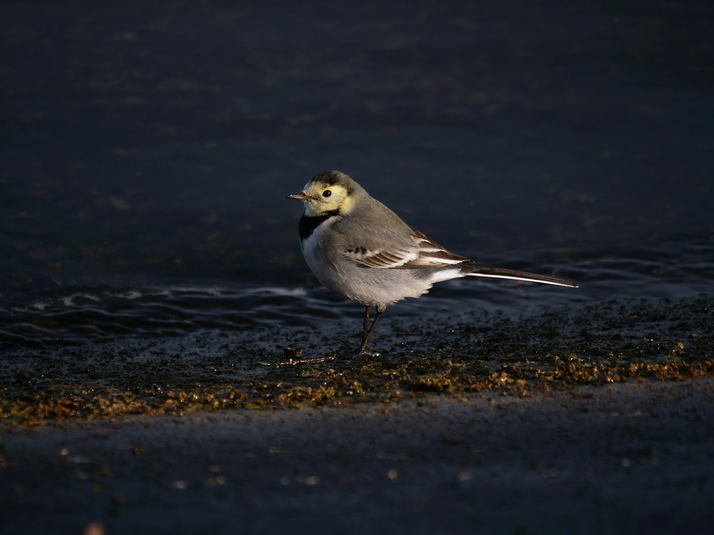Bachstelze . Motacilla alba (Linnaeus, 1758) . Bergeronnette grise . White wagtail . Witte kwikstaart