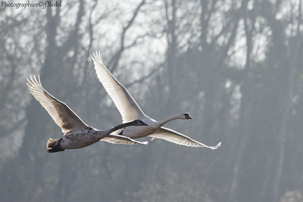Cygnes Vol dans le brouillard