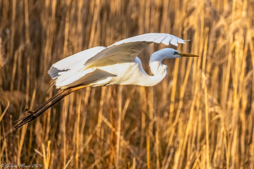 Grande aigrette.