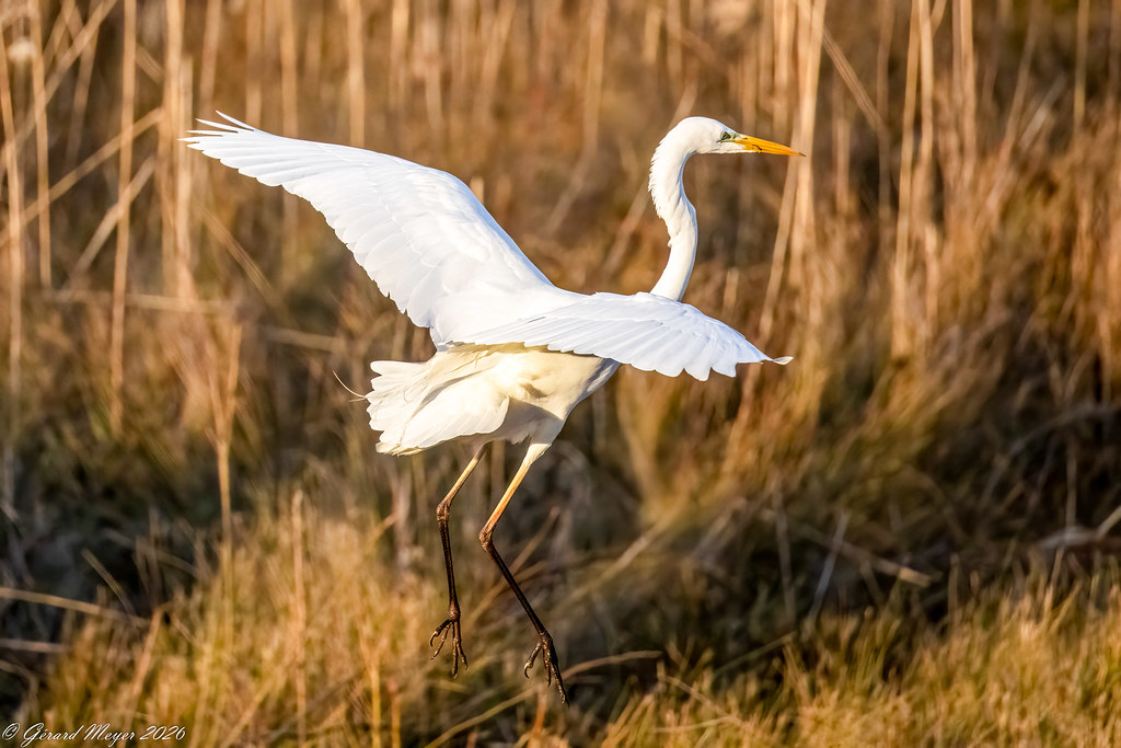 Grande aigrette.