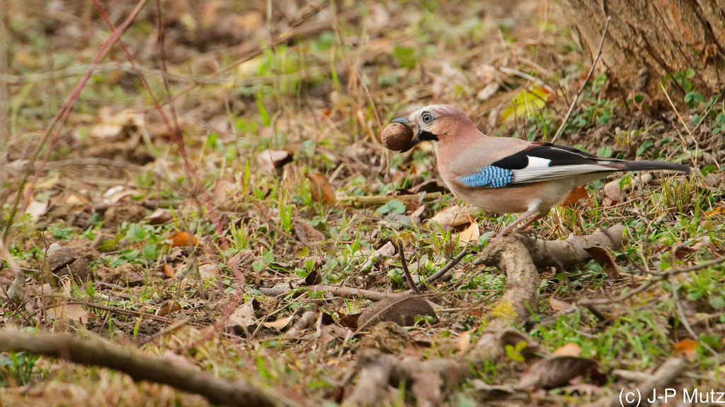 Geai des chênes et son fruit préféré