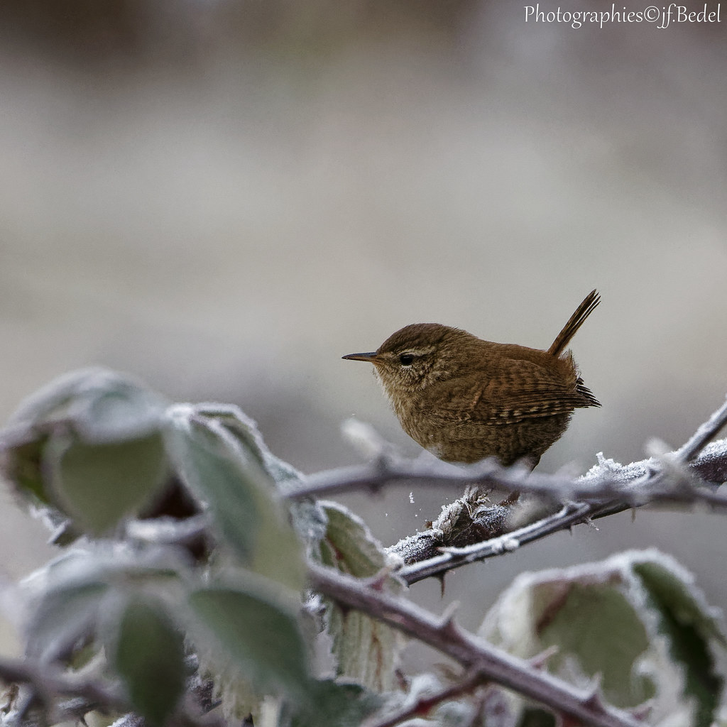 Troglodytes troglodytes Morning frost