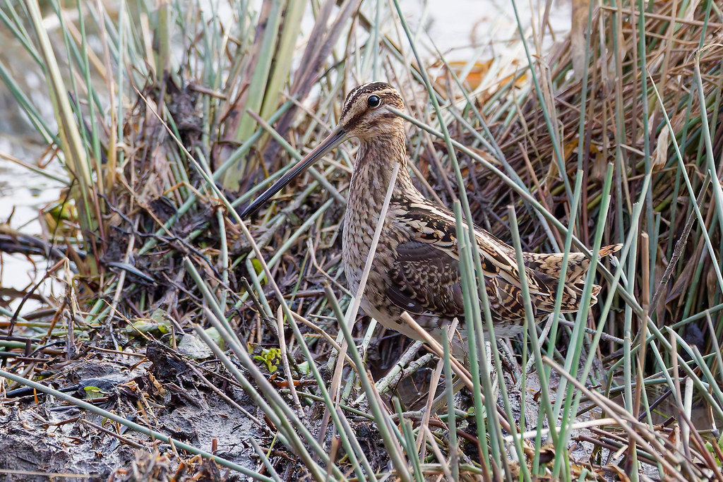 Bécassine des marais