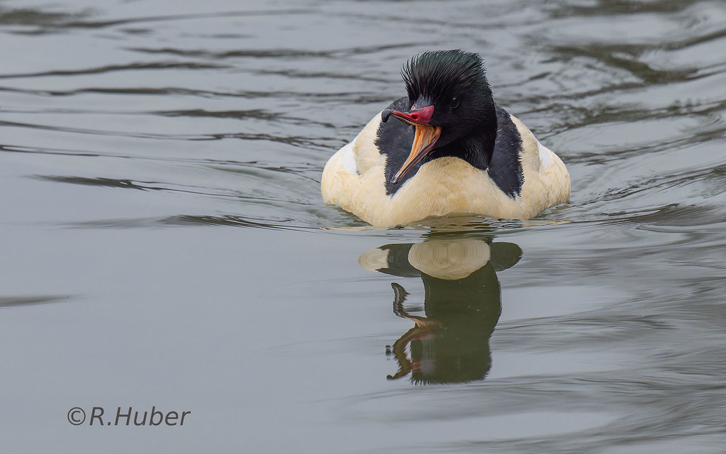 ©-R.Huber-Gänsesäger-mit-großer-Klappe