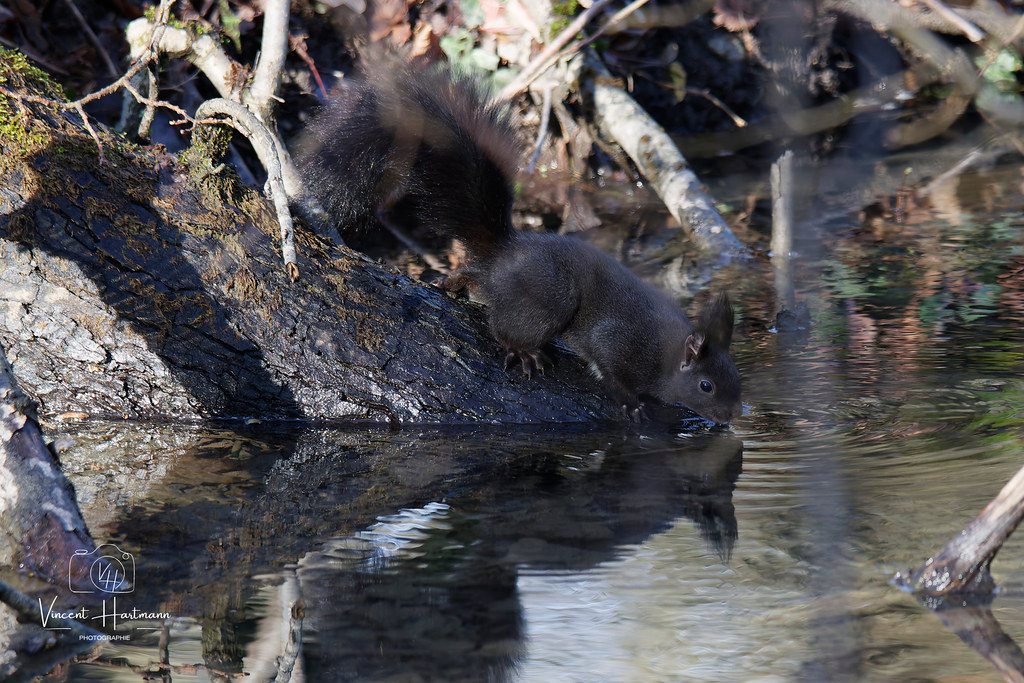 CL4A5451-DxO_DeepPRIME XD2s