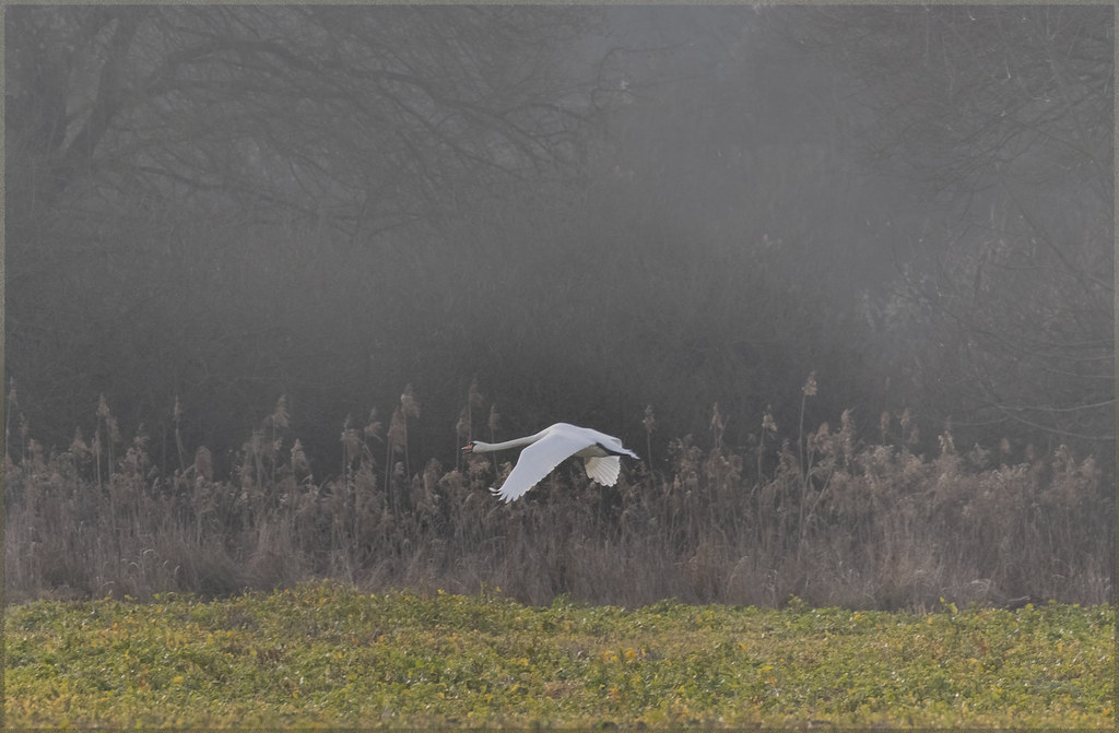 Cygne dans la brume