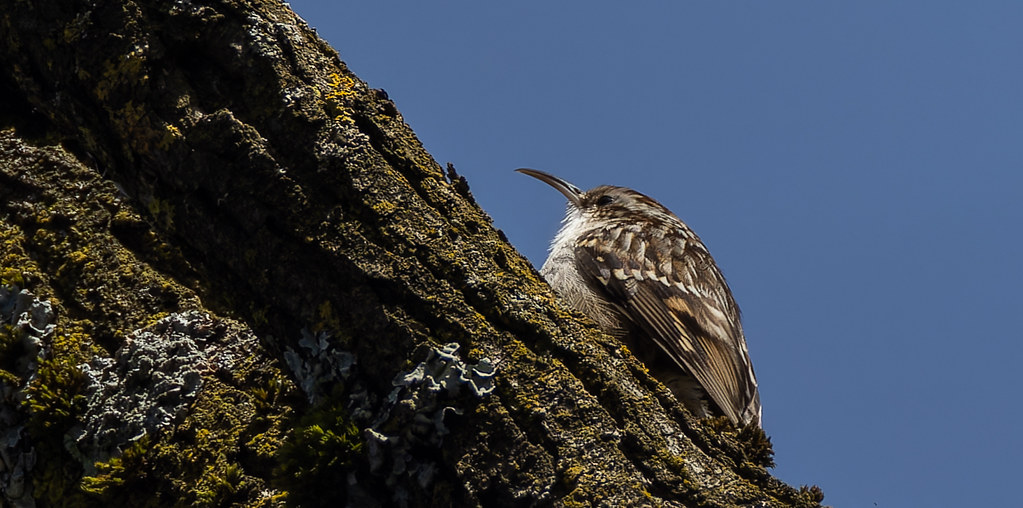 Grimpereau des jardins