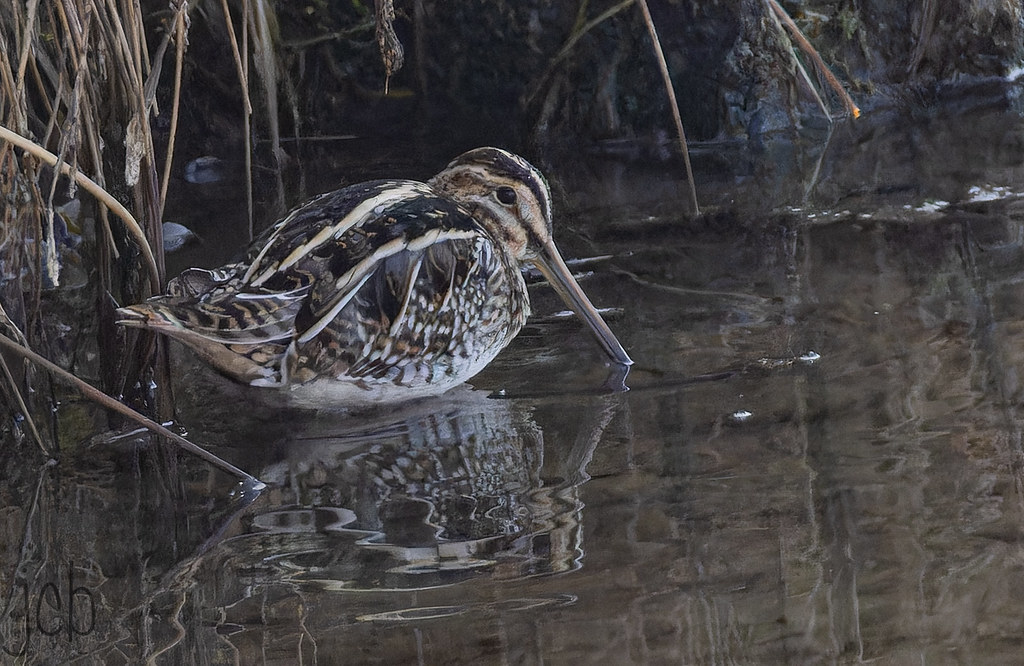 Bécassine des marais