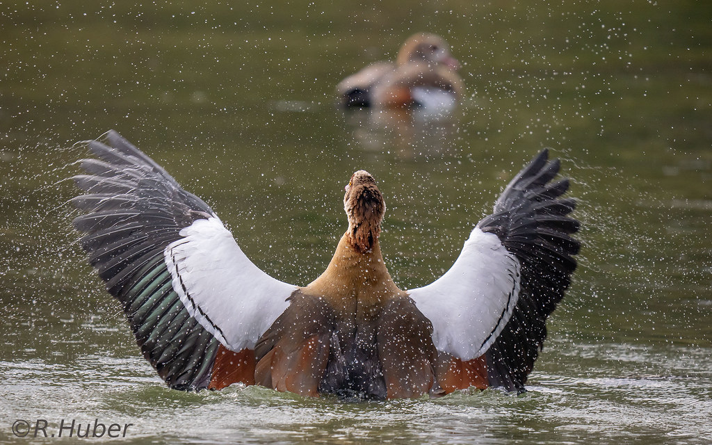 ©-R.Huber-Nilgans-schüttelt-sich