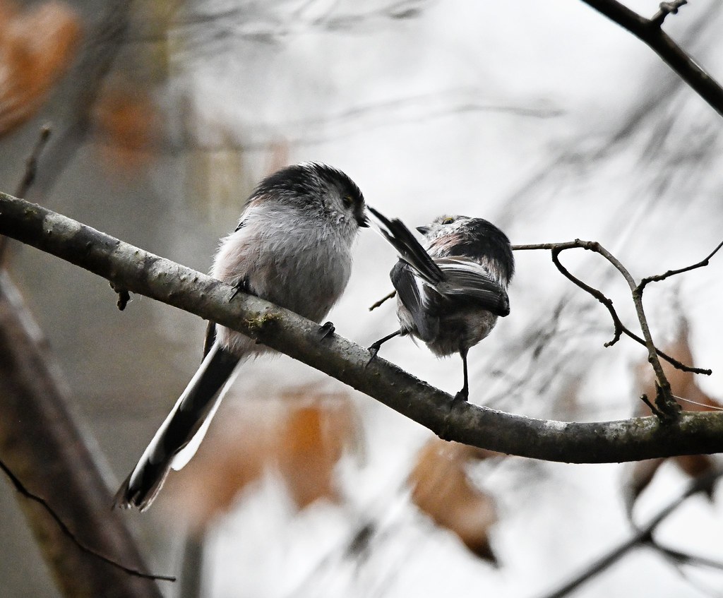 Long-tailed Tit