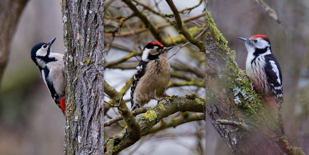 Pic Epeiche, Pic Epeichette, Pic Mar