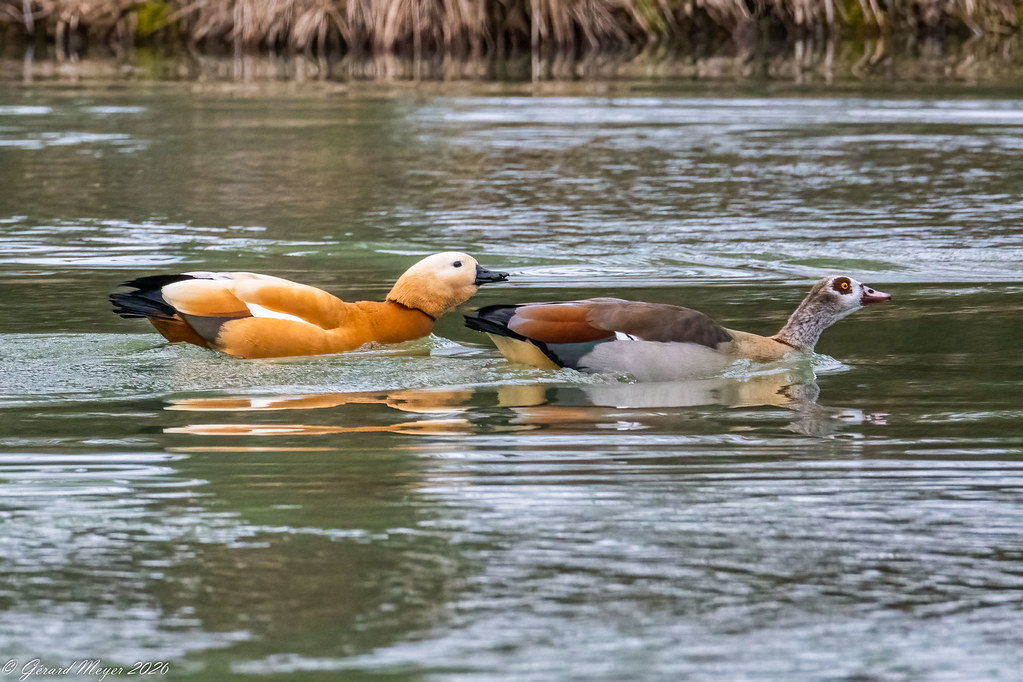 Tadorne de Casarca & Ouette d'Egypte.