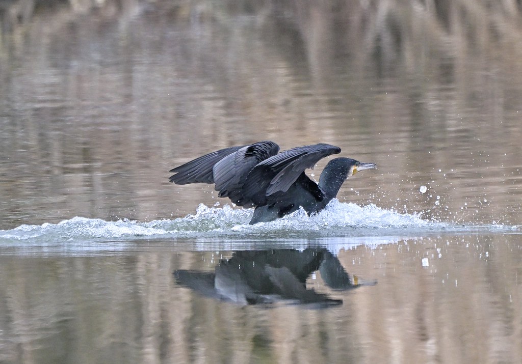 Cormorant Landing