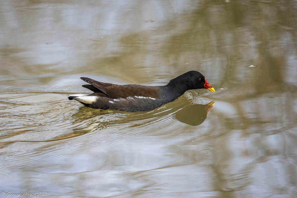 Gallinule poule d'eau.