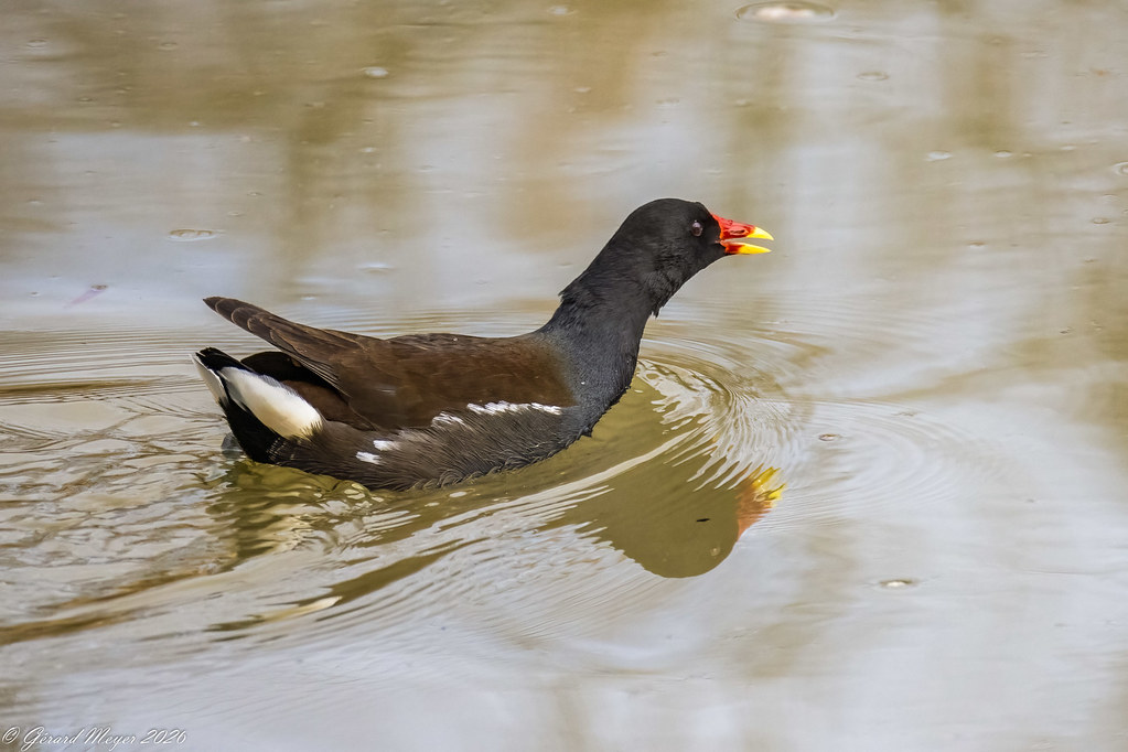 Gallinule poule d'eau.
