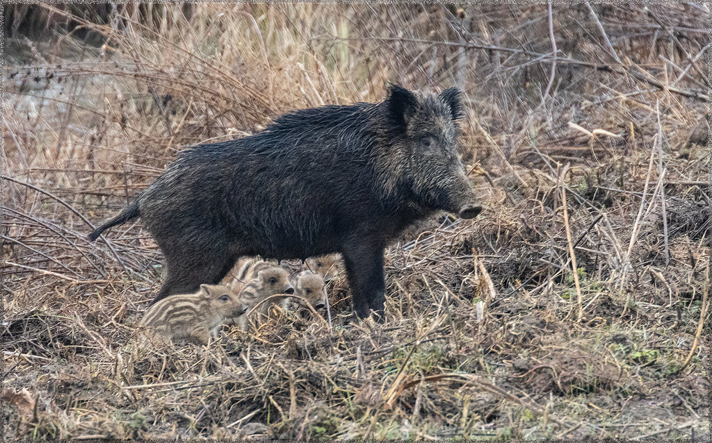 Laie et ses marcassins