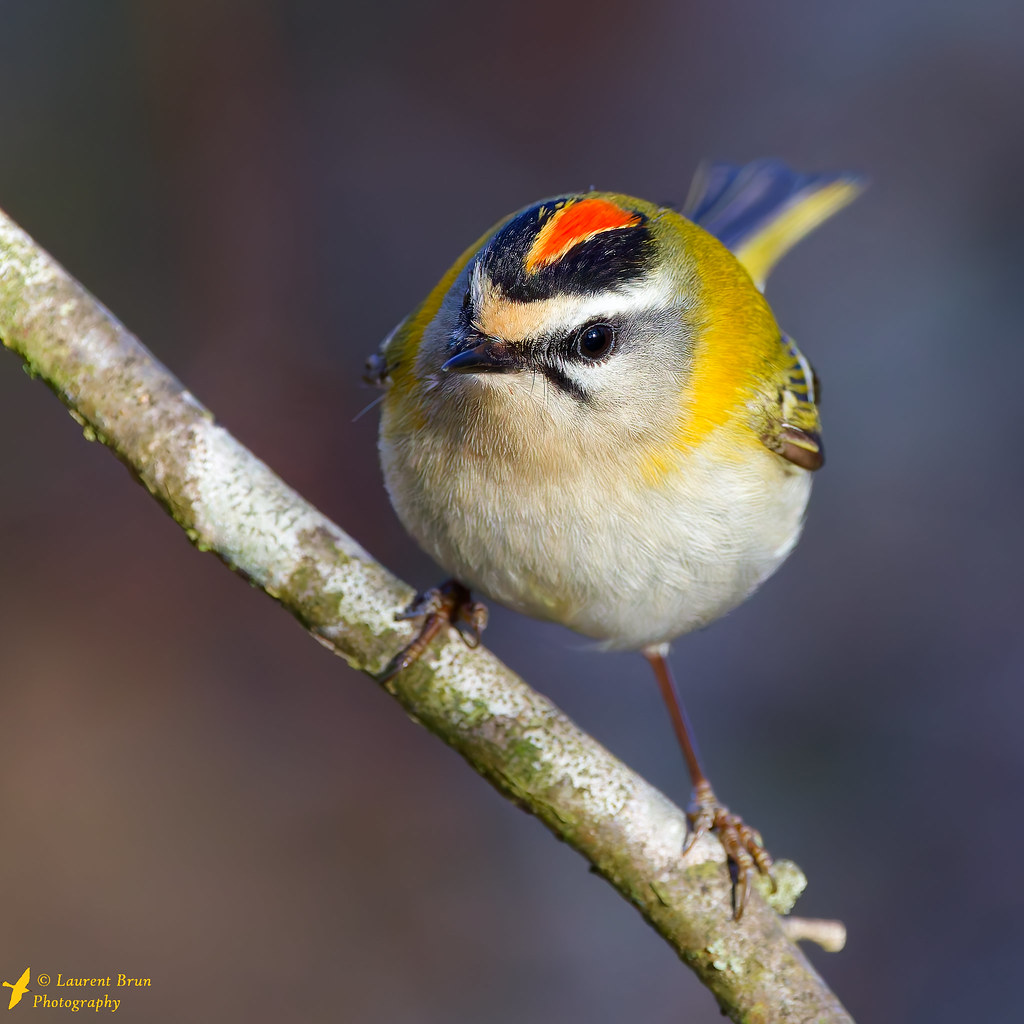 Roitelet triple-bandeau - Regulus ignicapilla