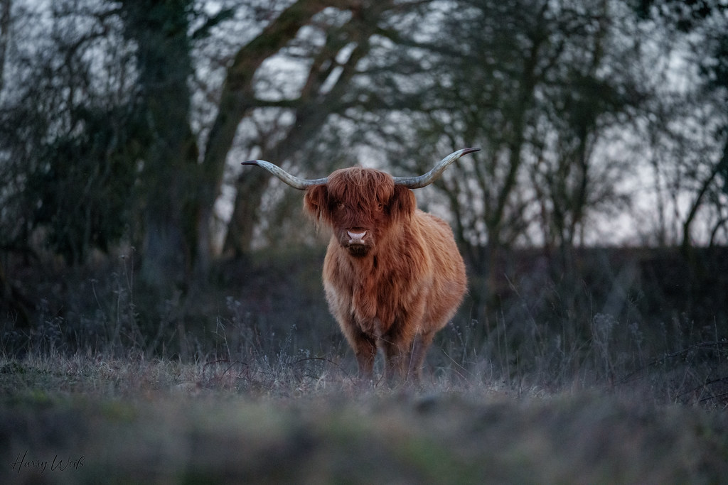 Schottisches Hochlandrind