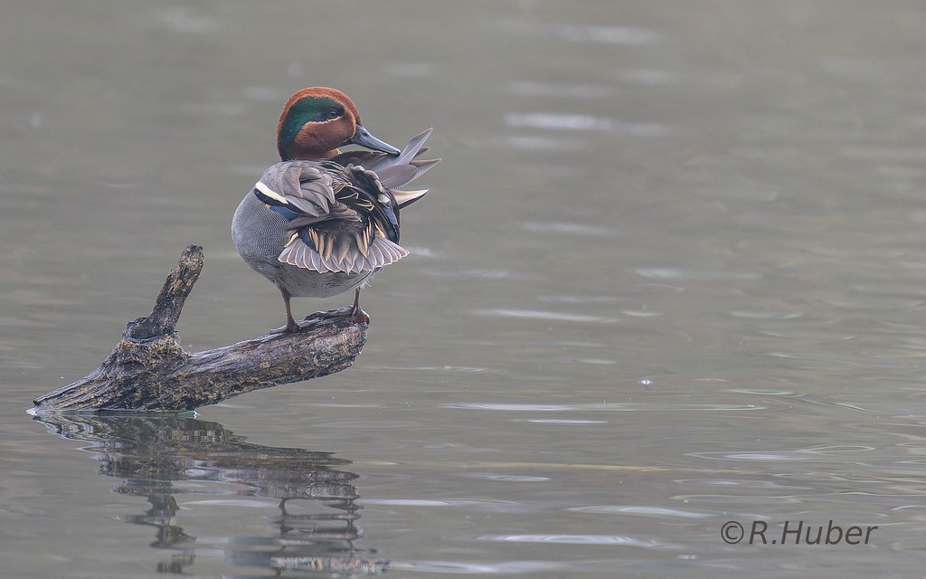 ©-R.Huber-Krickente-bei-der-Gefiederpflege