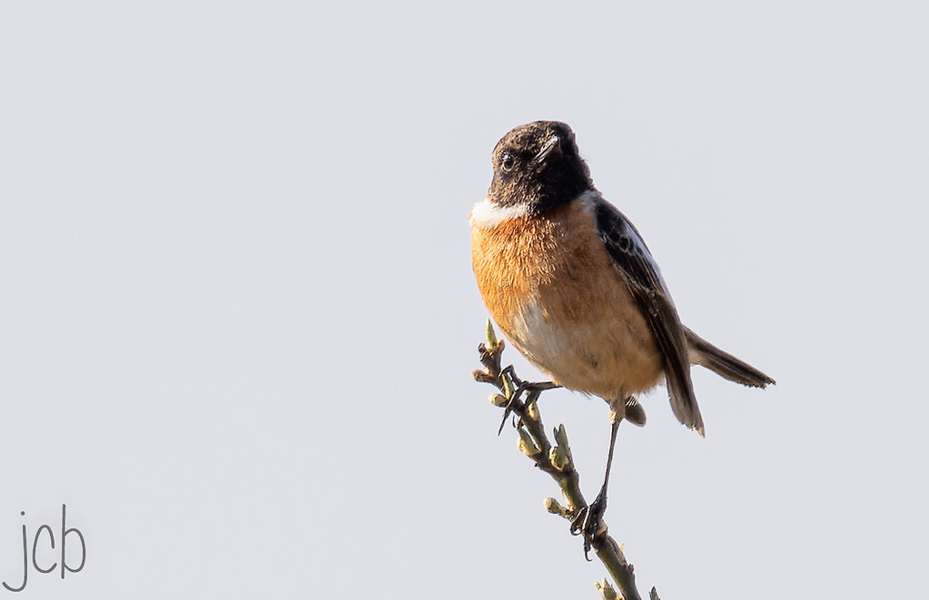 Tarier pâtre de retour