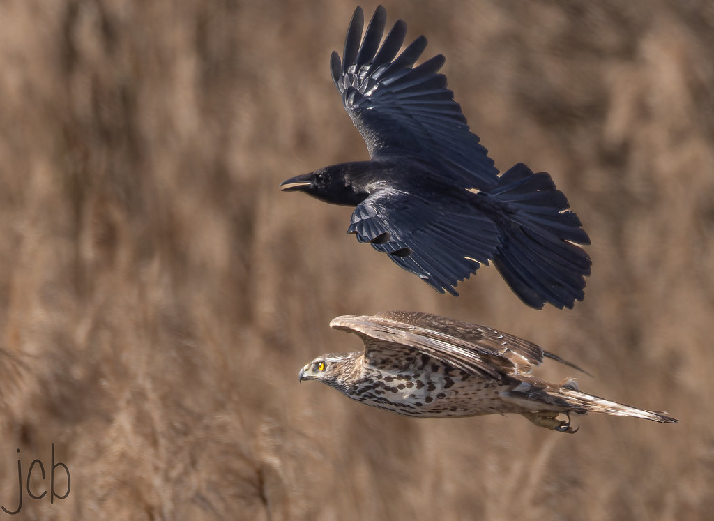 Les inséparables !!!