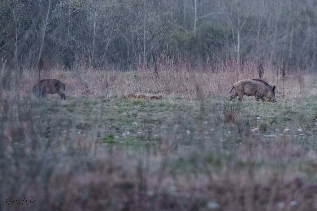 Wildschweinrotte mit Frischlingen