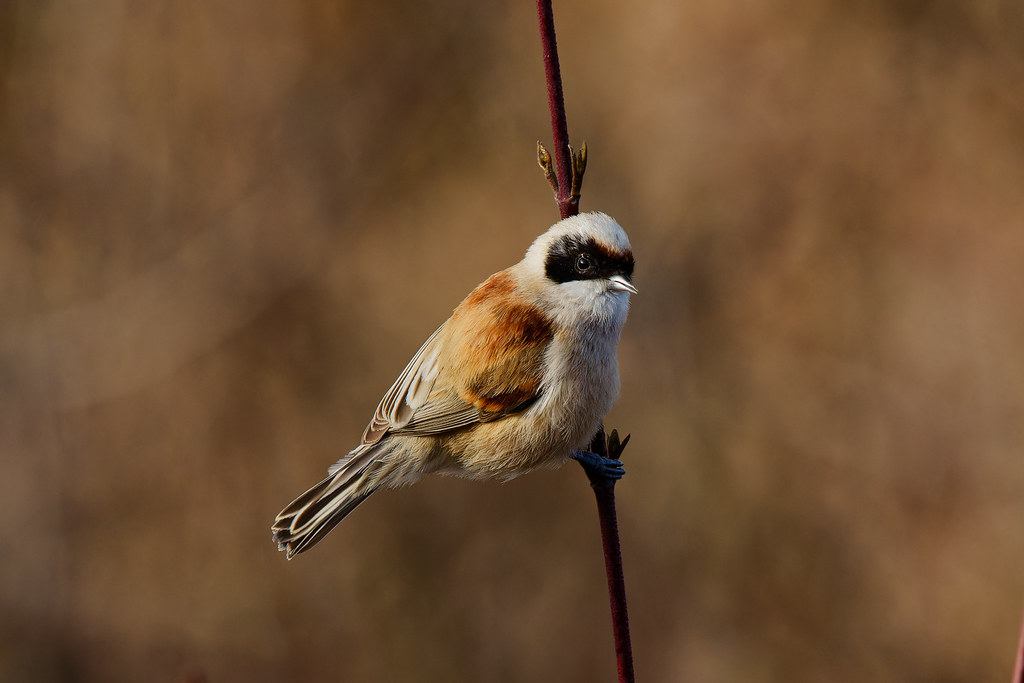 Rémiz Penduline