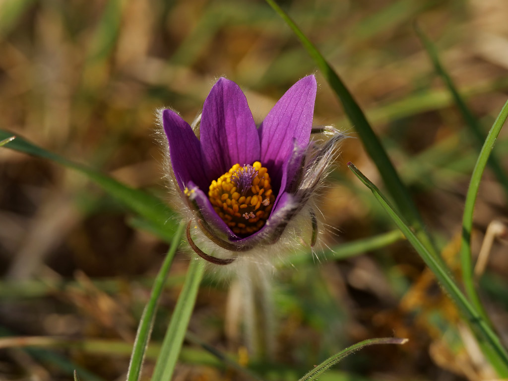 Gemeine Kuhschelle / Küchenschelle . Pulsatilla vulgaris Mill. (1768) . Anémone pulsatille / Coquerelle . Pasqueflower . Wildemanskruid