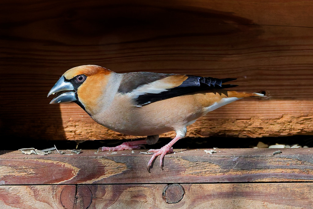Grosbec casse-noyaux