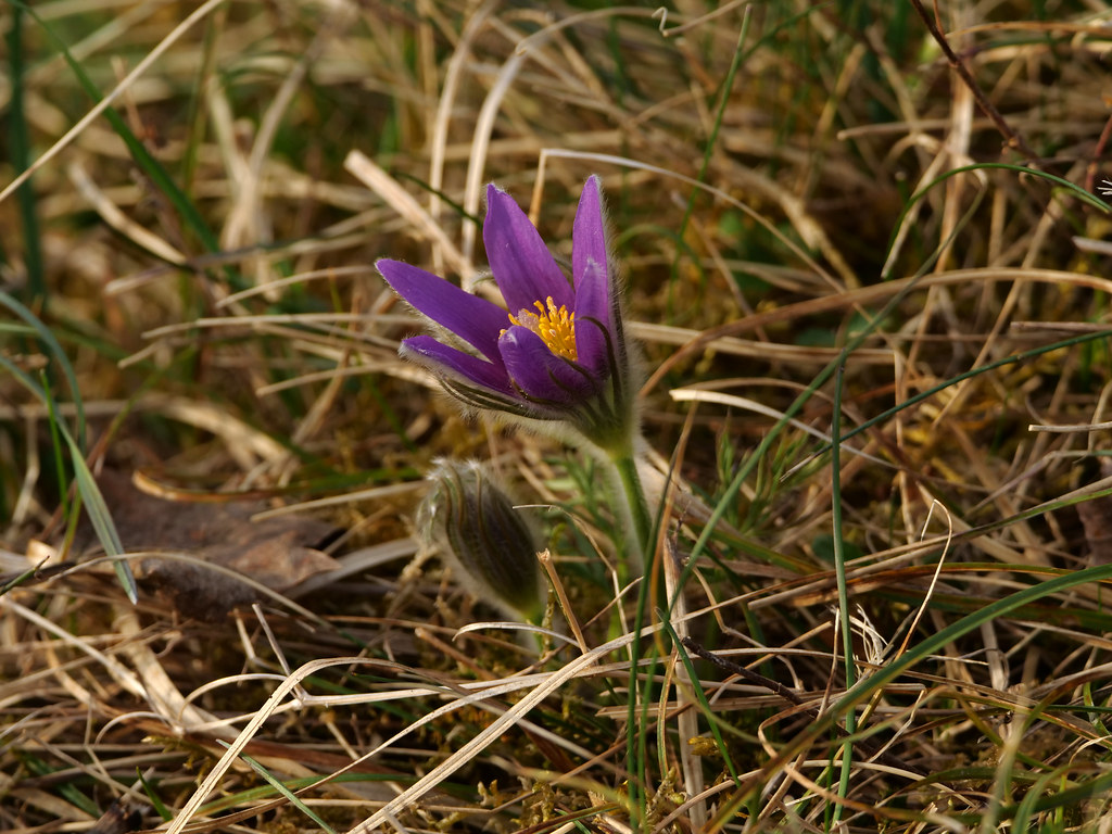 Gemeine Kuhschelle / Küchenschelle . Pulsatilla vulgaris Mill. (1768) . Anémone pulsatille / Coquerelle . Pasqueflower . Wildemanskruid