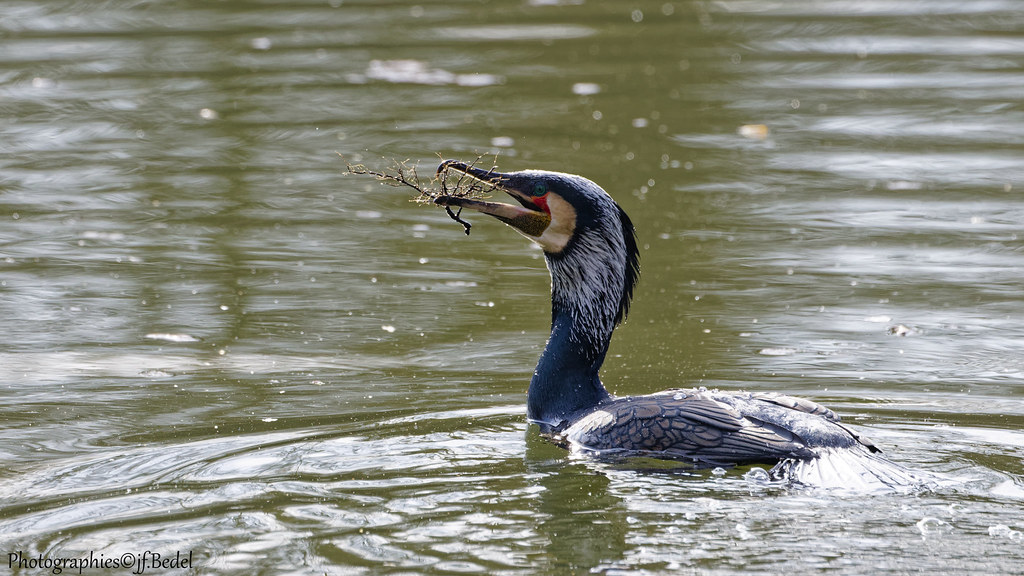 Grand cormoran en tenue nuptiale