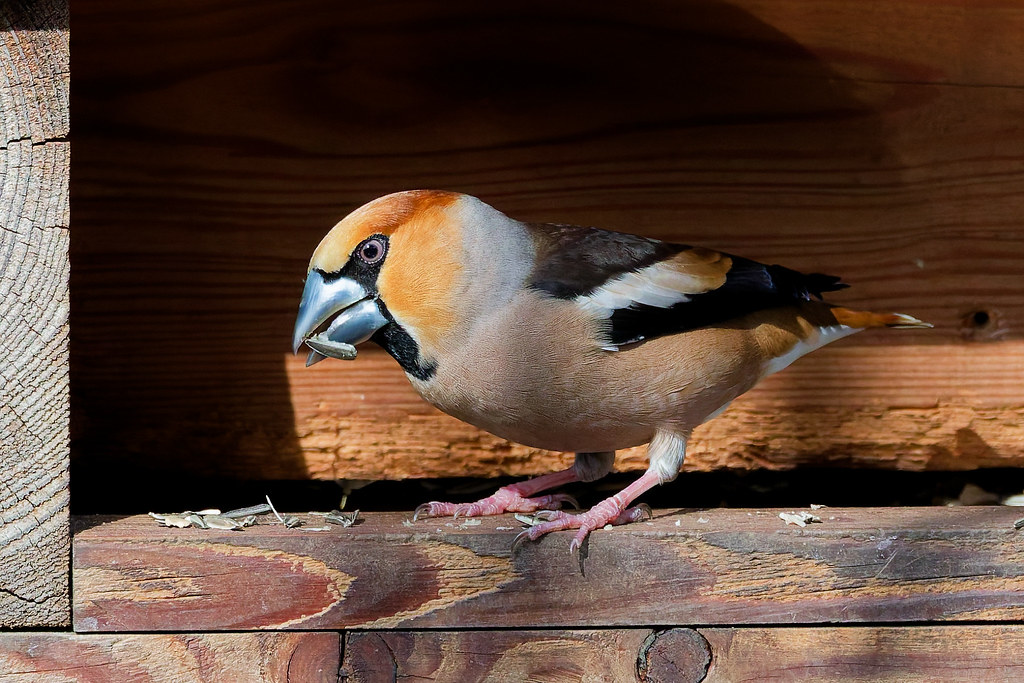 Grosbec casse-noyaux