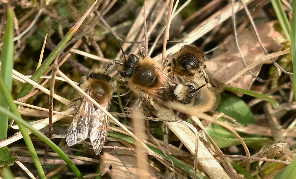 Colletes cunicularius in copula Kirchner 26-03-05