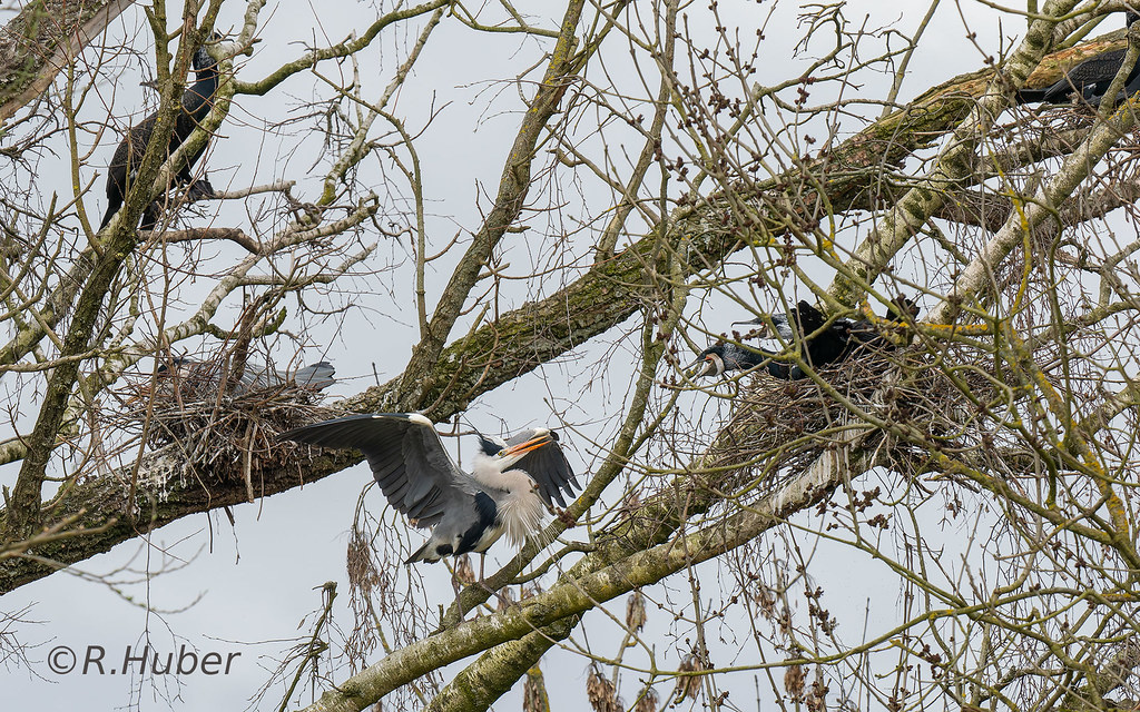 ©-R.Huber-Nachbarschaftsstreit