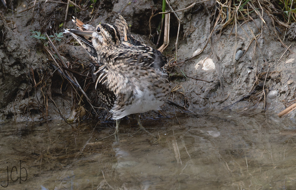 Becassine des marais