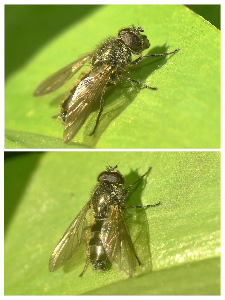 Cheilosia fasciata mâle à la réserve