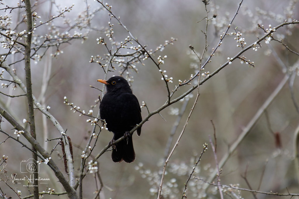 CL4A6412-DxO_DeepPRIME XD2s