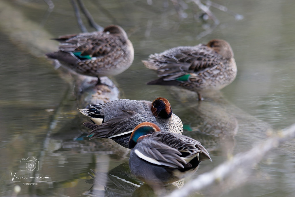 CL4A6367-DxO_DeepPRIME XD2s