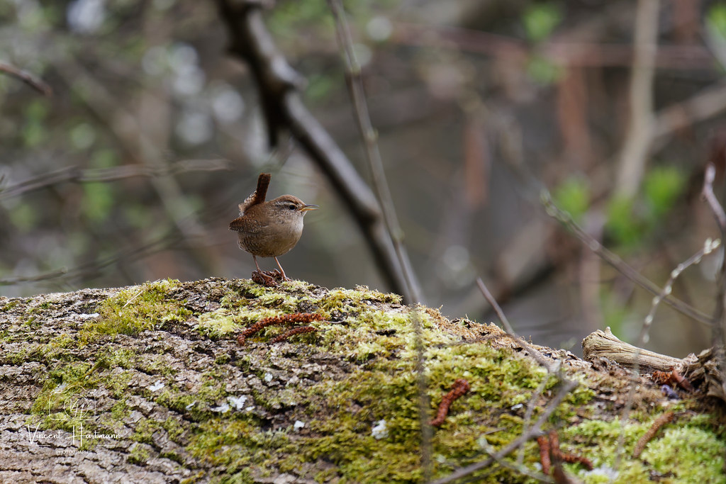 CL4A6323-DxO_DeepPRIME XD2s