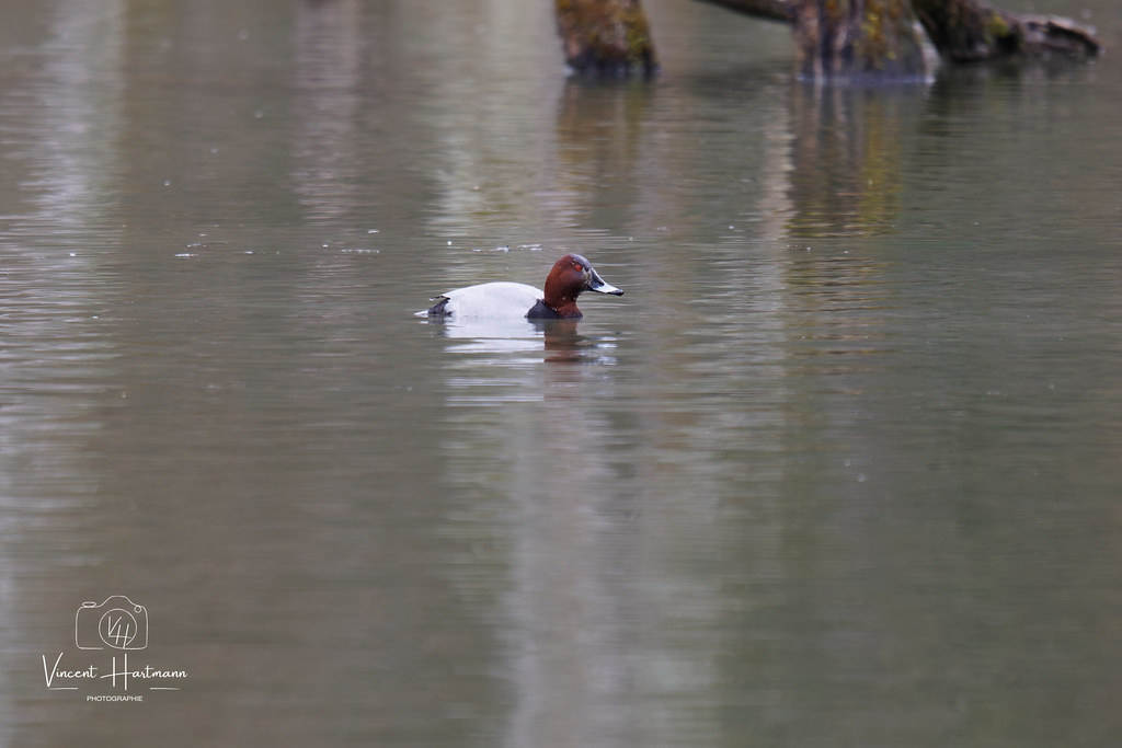 CL4A6358-DxO_DeepPRIME XD2s