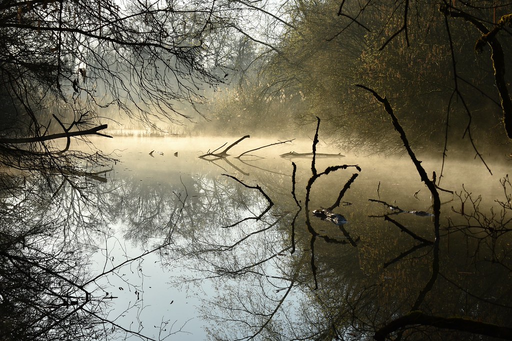 Brume à l'étang