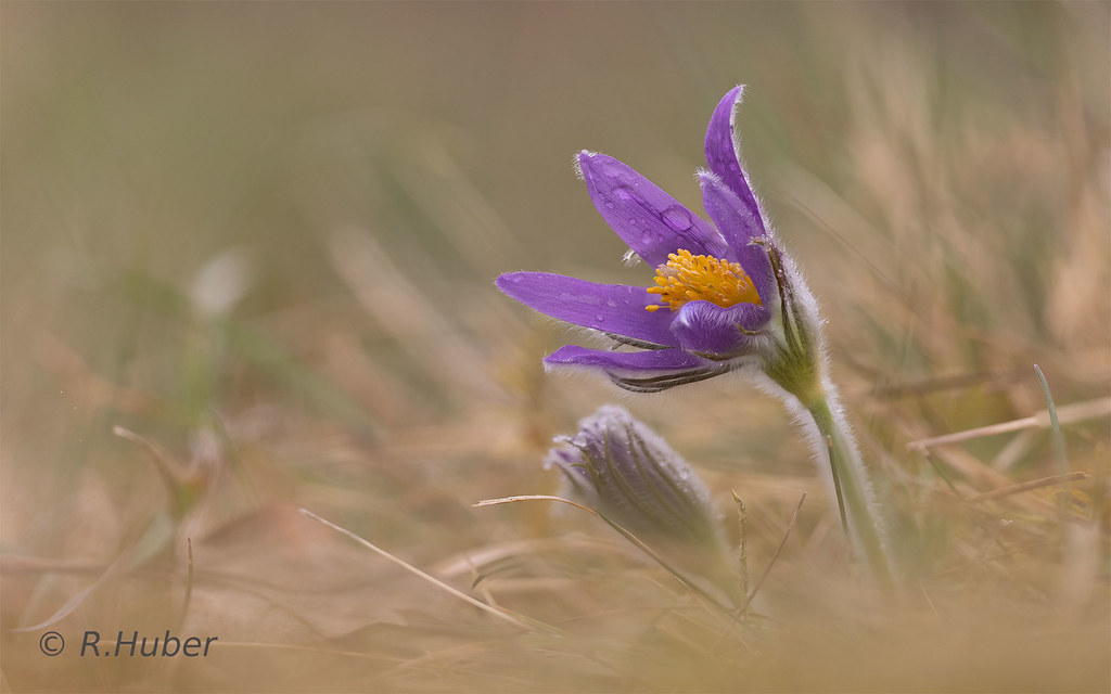 ©-R.Huber-Küchenschelle